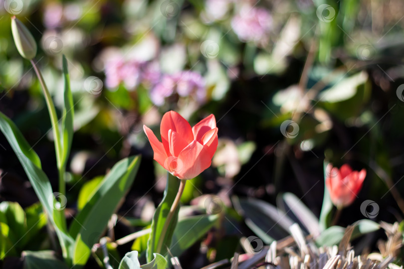 Скачать Крупный план красного тюльпана, цветущего растения в саду фотосток Ozero