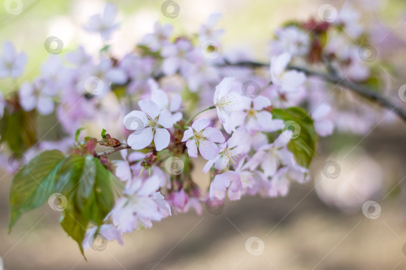 Скачать Крупным планом лепестки цветущей вишни на веточке в полном цвету фотосток Ozero