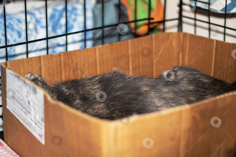 Скачать Ситцевый кот, лежащий в транспортной коробке с усами и мехом фотосток Ozero