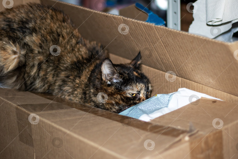 Скачать Ситцевый кот, лежащий в транспортной коробке с усами и мехом фотосток Ozero