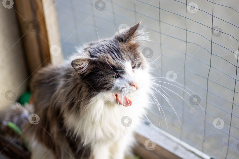 Скачать У окна с разинутой пастью стоит кот, демонстрируя свои усы и шерсть фотосток Ozero