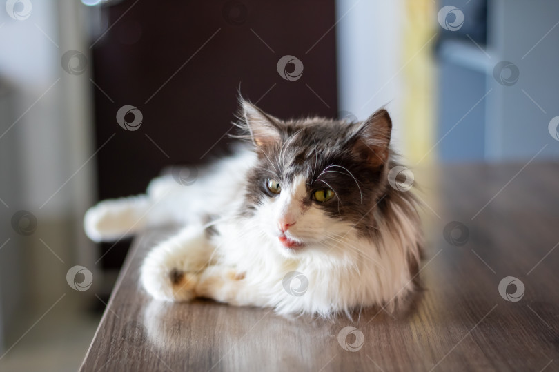 Скачать Кошачья кошка с черно-белой шерстью удобно расположилась на столе фотосток Ozero