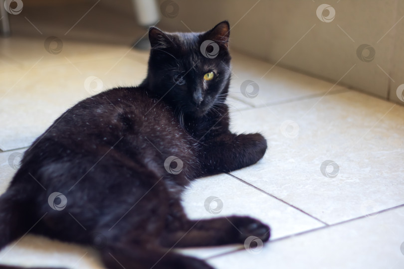Скачать Черный бомбейский кот с желтыми глазами лежит на кафельном полу фотосток Ozero