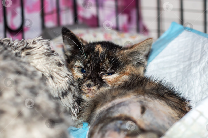 Скачать Ситцевый котенок семейства кошачьих с голубыми глазами среди других кошек от мала до среднего размера фотосток Ozero