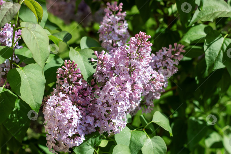Скачать Фиолетовые цветы и зеленые листья на кусте привлекают насекомых как почвопокровное растение фотосток Ozero
