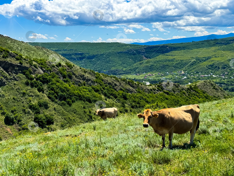Скачать Коровы пасутся на зеленом склоне холма с видом на долину и деревню внизу под голубым небом с облаками. Сельский пейзаж и сельскохозяйственная сцена. фотосток Ozero