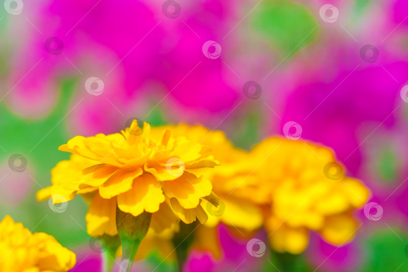 Скачать Крупный план желтого цветка тагетеса (календулы) на фоне розовых цветов в саду в размытом виде (пространство для копирования, небольшая глубина резкости) фотосток Ozero