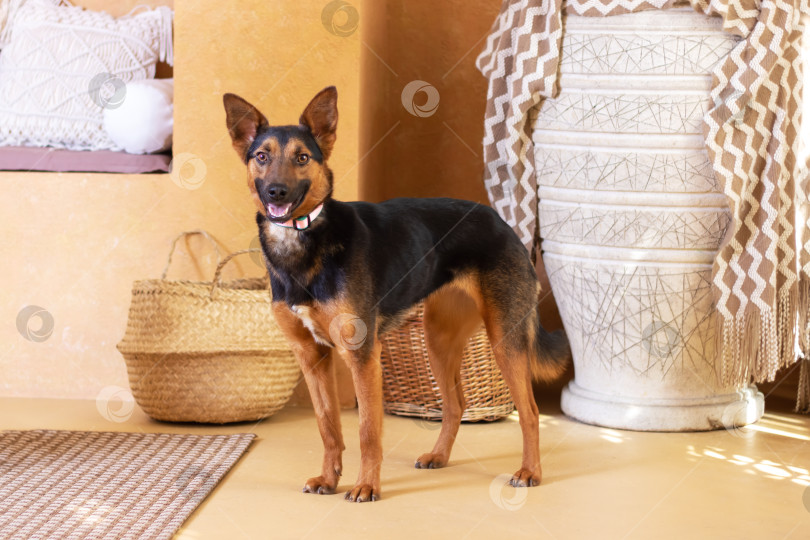Скачать Коричнево-черная пастушья собака, стоящая в гостиной фотосток Ozero