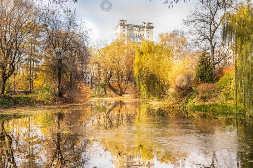 Скачать Пейзаж с видом на пруд и деревья с желтыми листьями, отражение в пруду. Размытый естественный фон. Осень фотосток Ozero