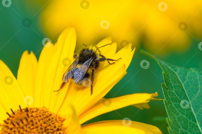 Скачать Шмель на желтом цветке ромашки на фоне сада в размытом виде (малая глубина резкости, макросъемка) фотосток Ozero