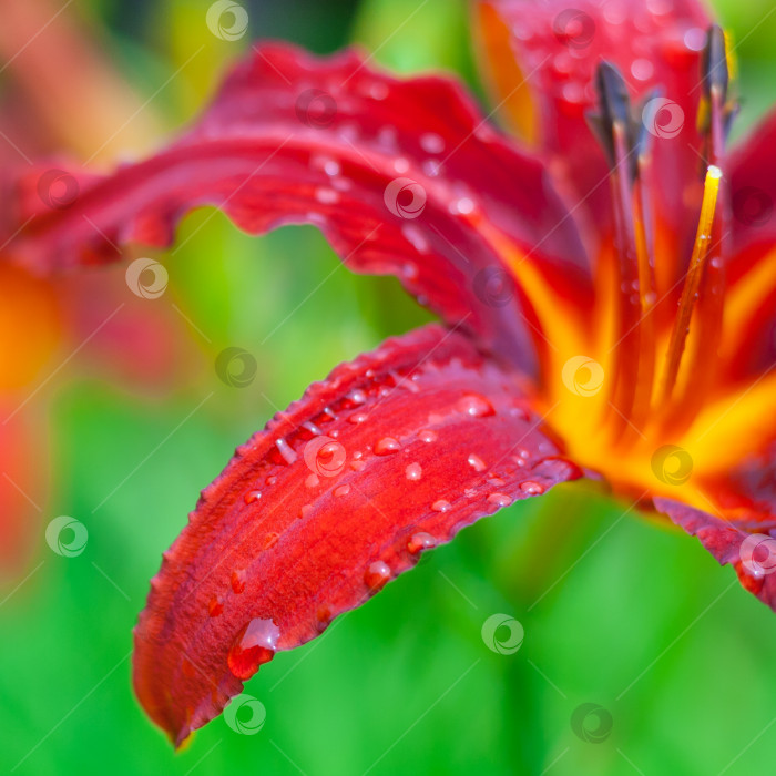Скачать Крупный план фрагмента цветка красного лилейника с каплями дождя на фоне зеленого сада в размытом виде (малая глубина резкости, квадратное соотношение сторон) фотосток Ozero