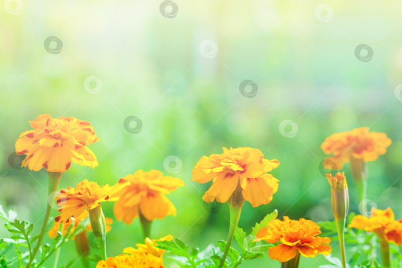 Скачать Оранжевые цветы тагетеса (календулы), освещенные летним солнечным светом, на фоне зеленого сада в размытом виде с помощью copy space (малая глубина резкости) фотосток Ozero