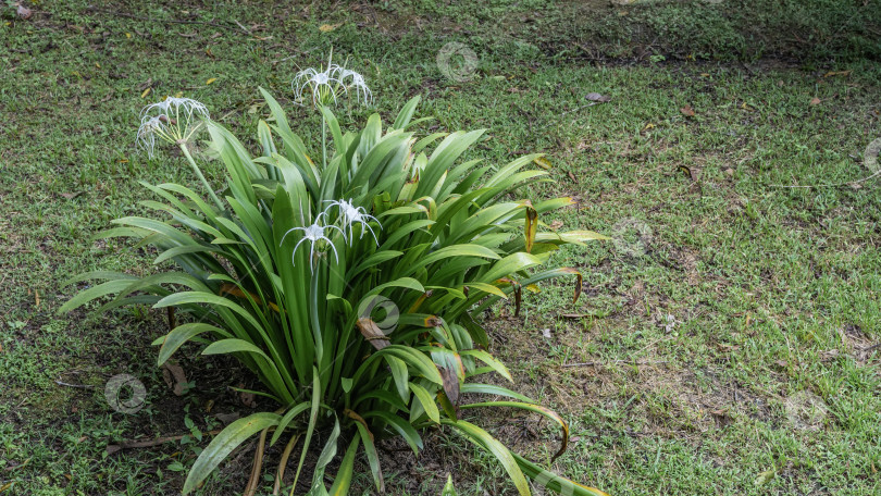 Скачать Красивый тропический цветок hymenocallis littoralis beach spider lily растет на зеленой лужайке. фотосток Ozero