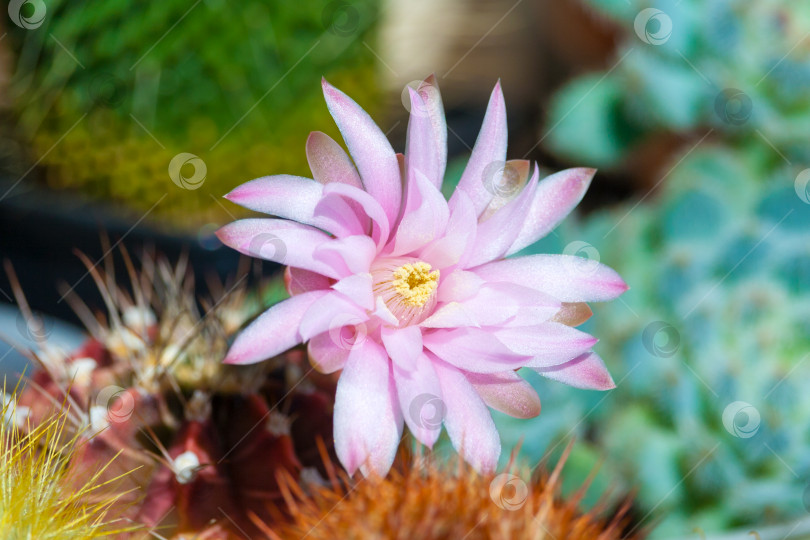 Скачать Крупный план розового цветка кактуса Gymnocalycium friedrichii в саду (небольшая глубина резкости) фотосток Ozero