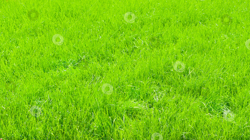 Скачать Ярко-зеленая трава в качестве фона, текстура (абстракция, соотношение сторон 16:9) фотосток Ozero