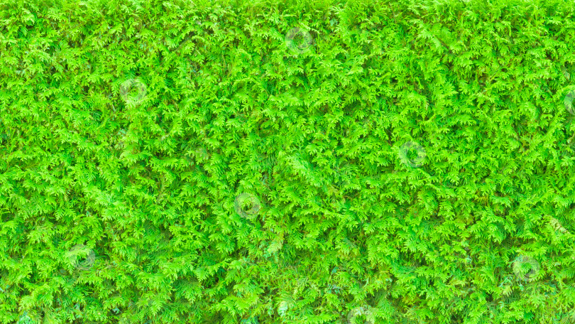 Скачать Ярко-зеленая живая изгородь в качестве текстурного фона (соотношение сторон 16:9) фотосток Ozero