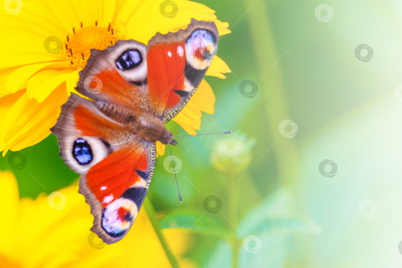 Скачать Вид бабочки-павлина на желтом цветке ромашки на фоне зеленого сада в размытом виде, освещенный солнечным светом с помощью copy space фотосток Ozero