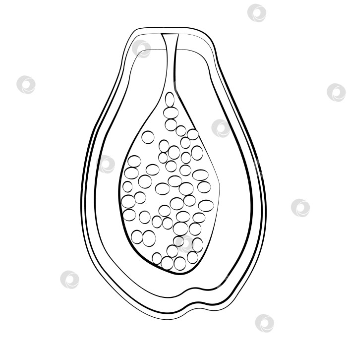 Скачать Папайя - это тонкая линия. Вектор на белом фоне фотосток Ozero
