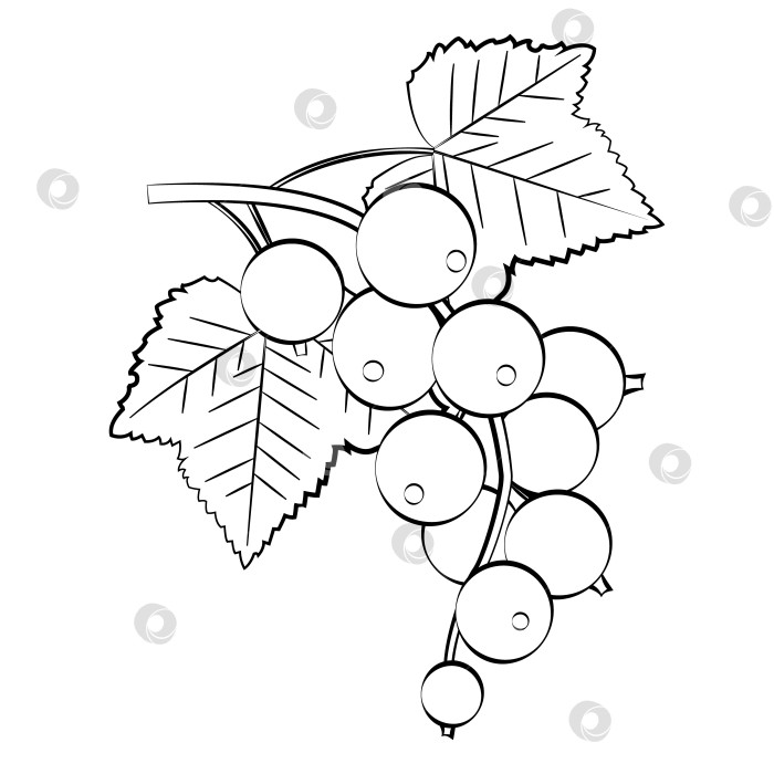 Скачать Смородина - это тонкая линия. Вектор на белом фоне фотосток Ozero