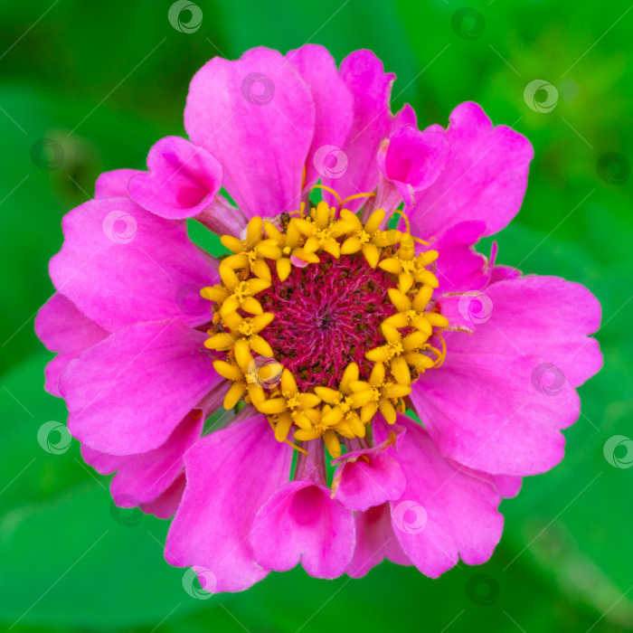 Скачать Крупный план розово- желтого цветка циннии на фоне зеленого сада в размытом виде (квадратное соотношение сторон) фотосток Ozero