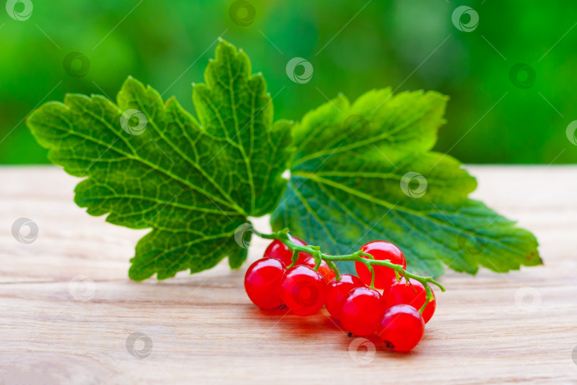 Скачать Крупный план на ветке красной смородины с листьями на деревянном столе на фоне зеленого сада в размытом виде (малая глубина резкости) фотосток Ozero