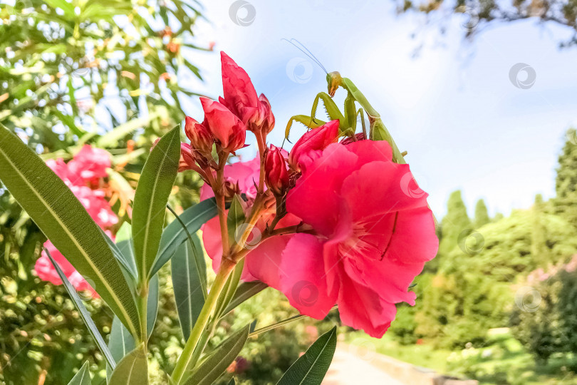 Скачать Зеленый богомол сидит на розовом цветке рододендрона. фотосток Ozero