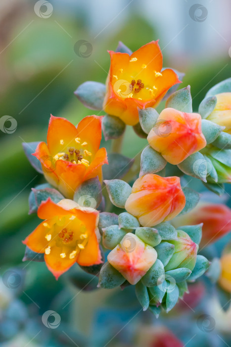 Скачать Крупный план оранжевых цветков суккулентного растения эхеверия (небольшая глубина резкости) фотосток Ozero