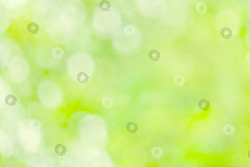 Скачать Естественный зеленый летний фон с боке (абстрактный, размытый) фотосток Ozero