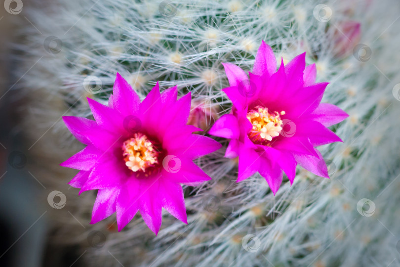 Скачать Крупный план на двух розовых цветках кактуса mammillaria laui. Избирательный фокус фотосток Ozero