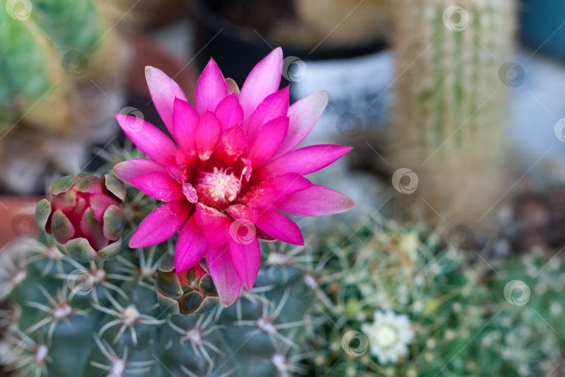 Скачать Крупный план розового цветка кактуса Gymnocalycium baldianum (небольшая глубина резкости) фотосток Ozero