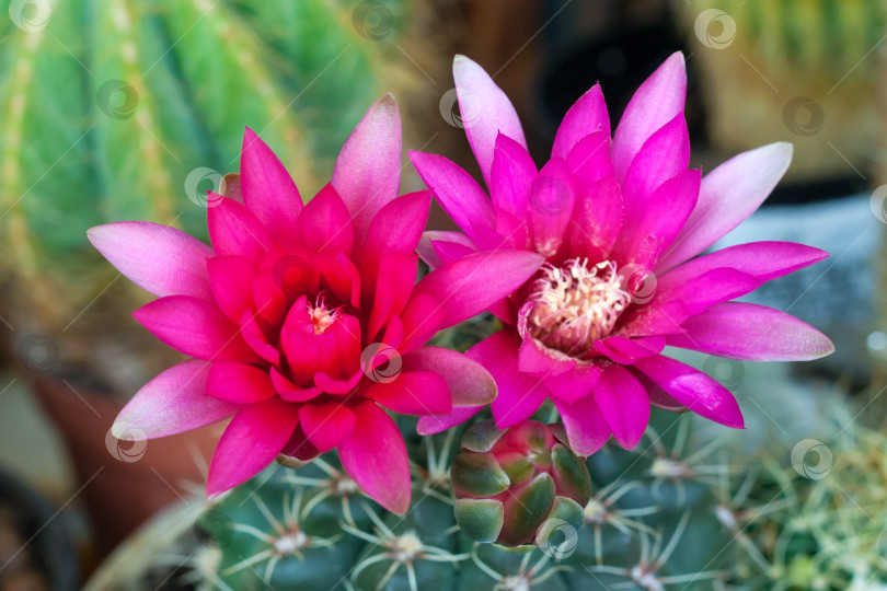 Скачать Крупный план розовых цветков кактуса Gymnocalycium baldianum (выборочный фокус) фотосток Ozero