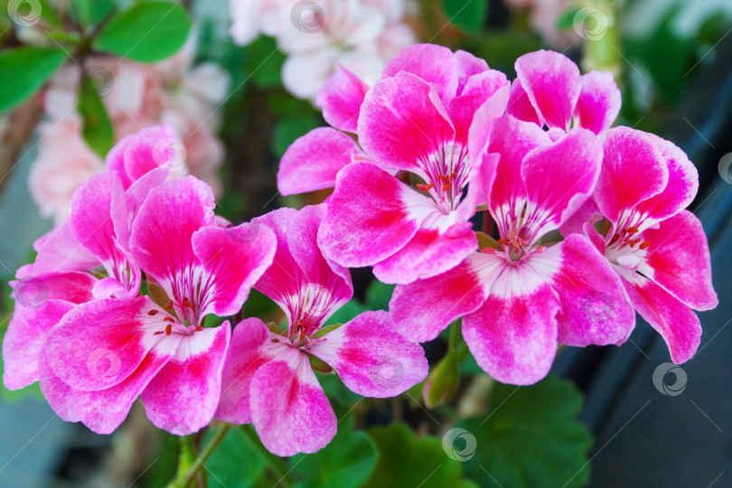 Скачать Вид крупным планом на розовые цветки растения пеларгония фотосток Ozero