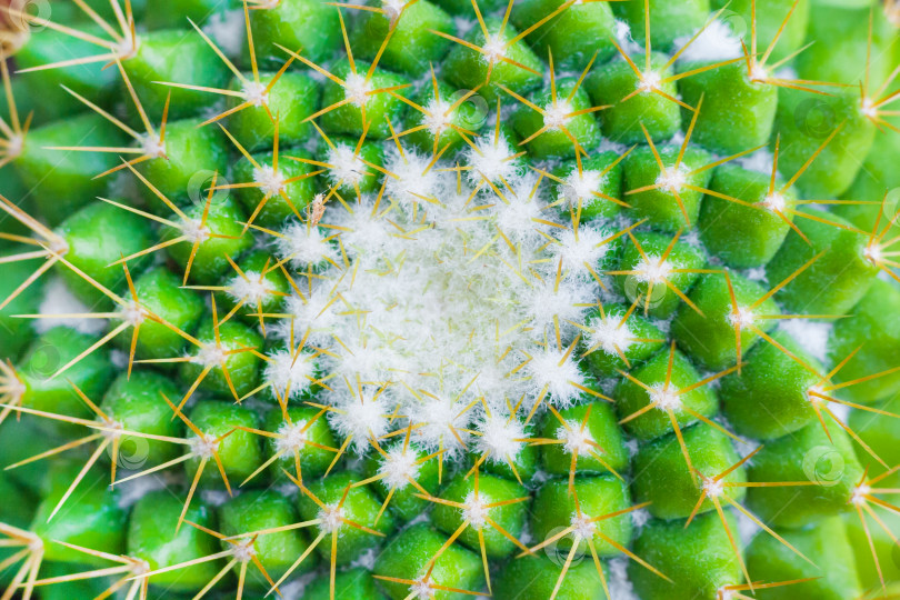 Скачать Крупный план зеленого кактуса маммиллярия в качестве фона, текстура фотосток Ozero