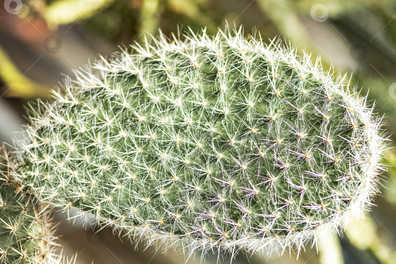 Скачать Часть колючего зеленого кактуса. плоский лист фотосток Ozero