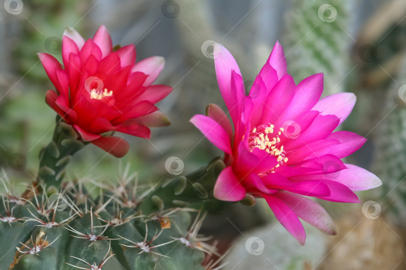 Скачать Крупный план розовых цветов кактуса Gymnocalycium baldianum (небольшая глубина резкости) фотосток Ozero