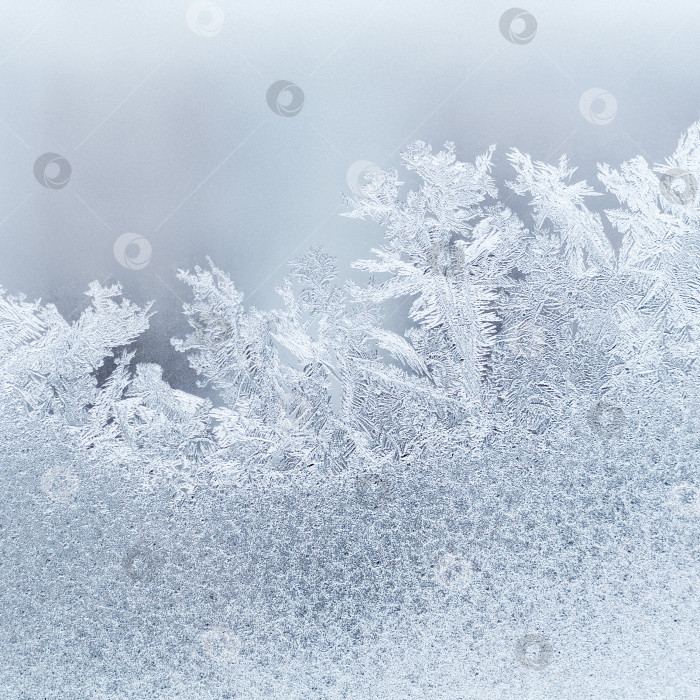 Скачать Абстрактный вид на морозный узор на стекле (квадратное соотношение сторон) фотосток Ozero
