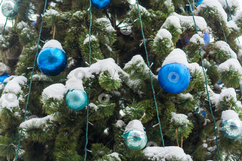 Скачать Крупным планом видны голубые шары на рождественской елке, покрытые снегом фотосток Ozero
