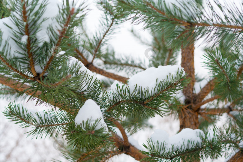Скачать Ветви ели, покрытые снегом фотосток Ozero