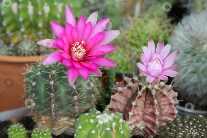 Скачать Розовые цветы кактуса Gymnocalycium (небольшая глубина резкости) фотосток Ozero