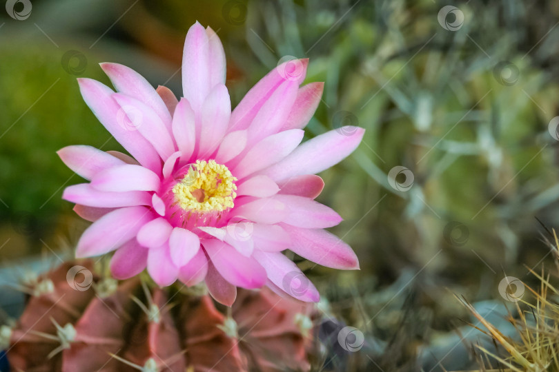 Скачать Крупный план розового цветка кактуса Gymnocalycium friedrichii (небольшая глубина резкости) фотосток Ozero