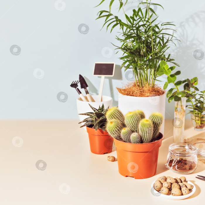 Скачать Экологически чистая композиция из комнатных растений, кактусов, суккулентов и садовых инструментов фотосток Ozero