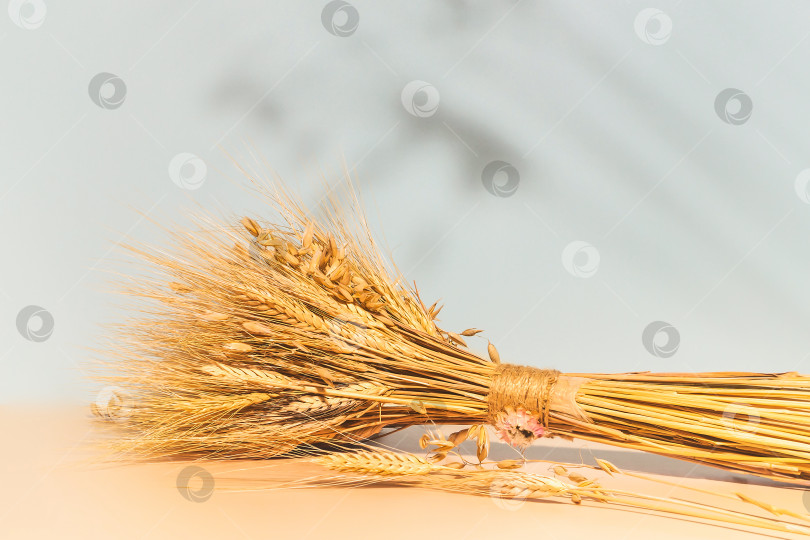 Скачать Летний фон с букетом колосьев пшеницы и ячменя и пространством для копирования фотосток Ozero