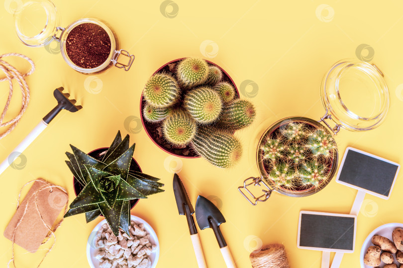Скачать Садовая композиция с различными кактусами, суккулентами и садовыми инструментами на желтом фоне фотосток Ozero