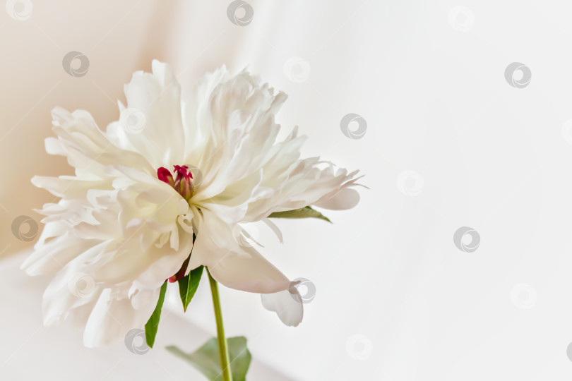 Скачать Фон из белых летних цветов с пионом и пространством для копирования фотосток Ozero