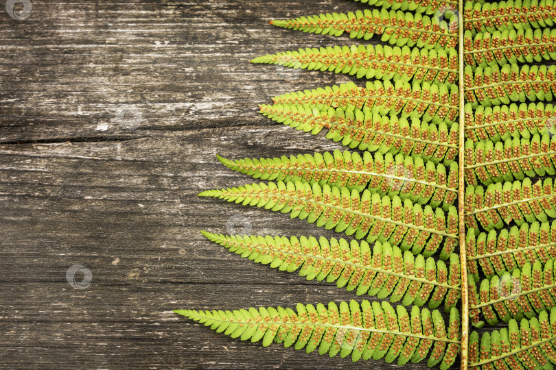 Скачать Листья папоротника на коричневом деревянном фоне с местом для текста фотосток Ozero