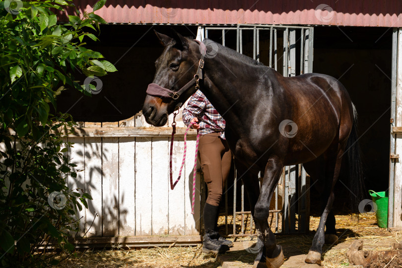 Скачать Женщина выводит лошадь из конюшни. фотосток Ozero