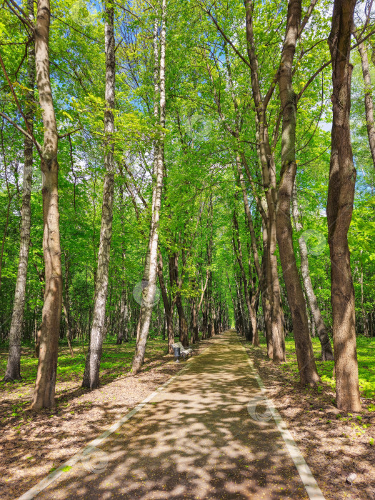 Скачать Тенистая аллея в городском парке, вид сверху. фотосток Ozero