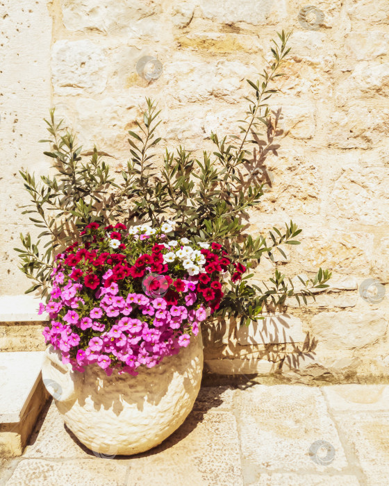 Скачать декоративный горшок с цветами петунии и оливковыми ветвями у входной двери каменного исторического дома фотосток Ozero