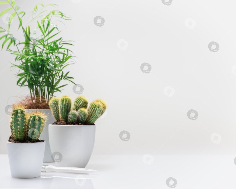 Скачать Комнатное растение, кактус, суккулент на белом фоне с пространством для копирования фотосток Ozero