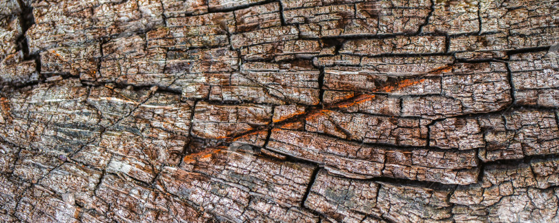 Скачать старый деревянный срез с трещинами, абстрактная текстура фотосток Ozero